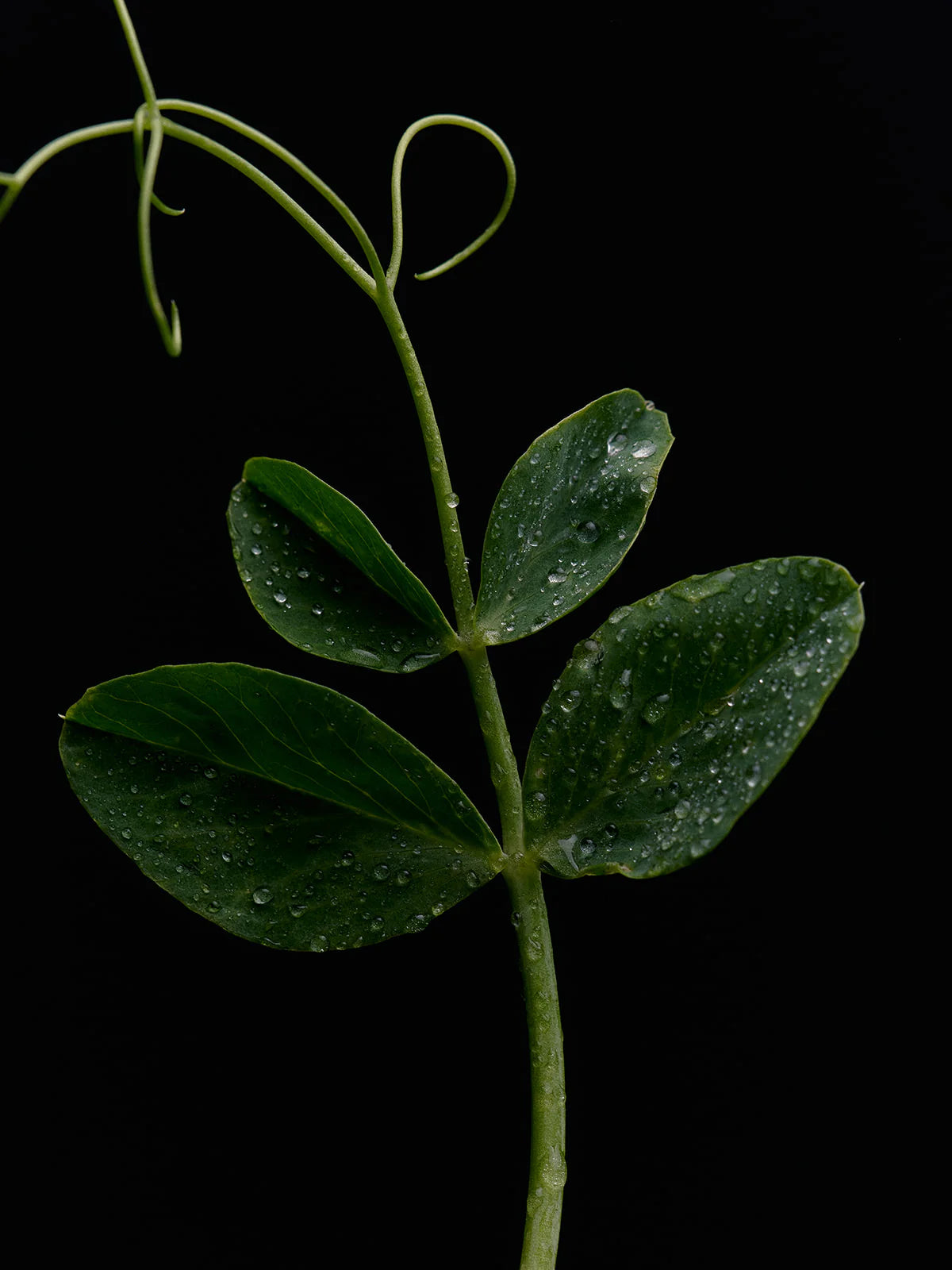 The Green Goddess Candle