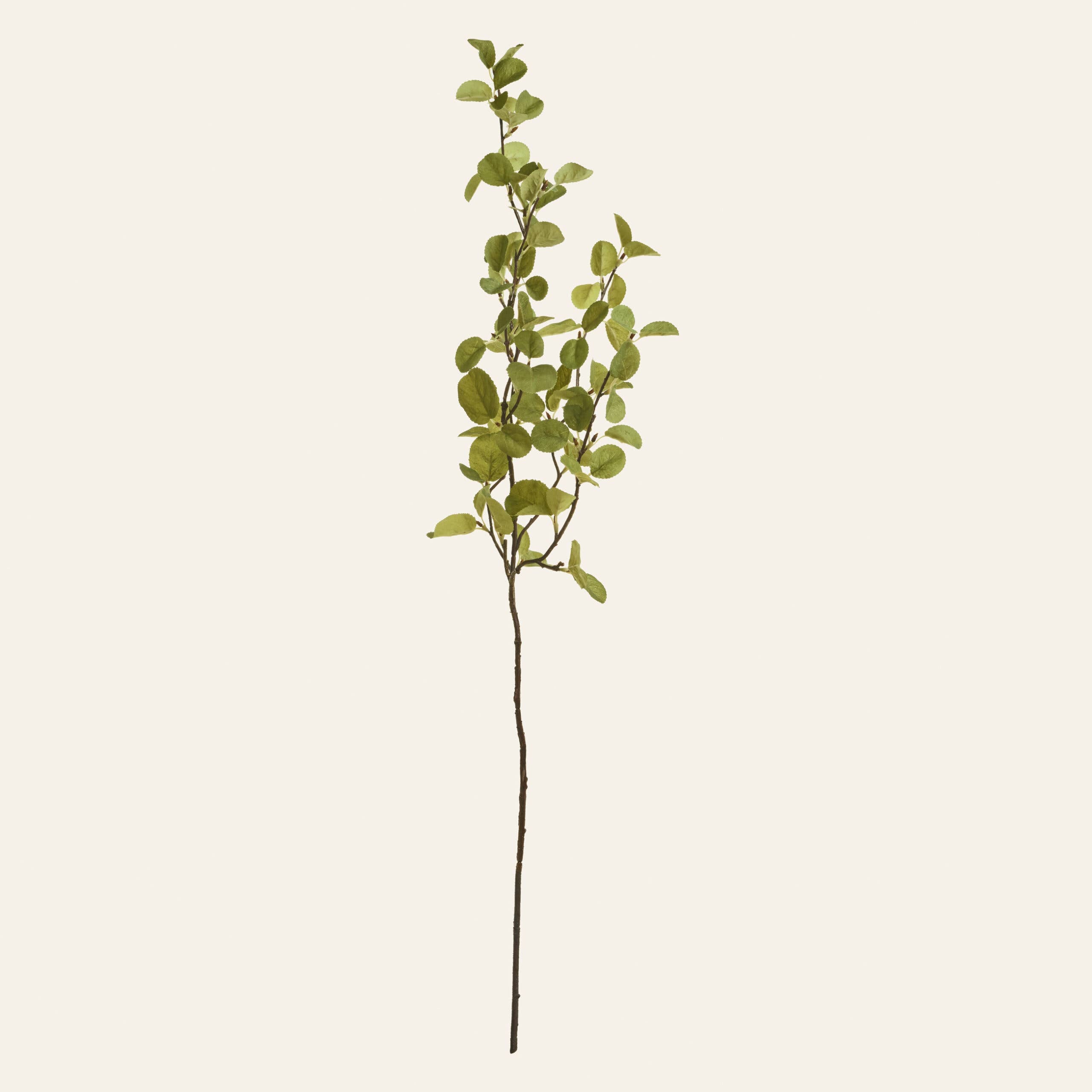 The Western Serviceberry Spray