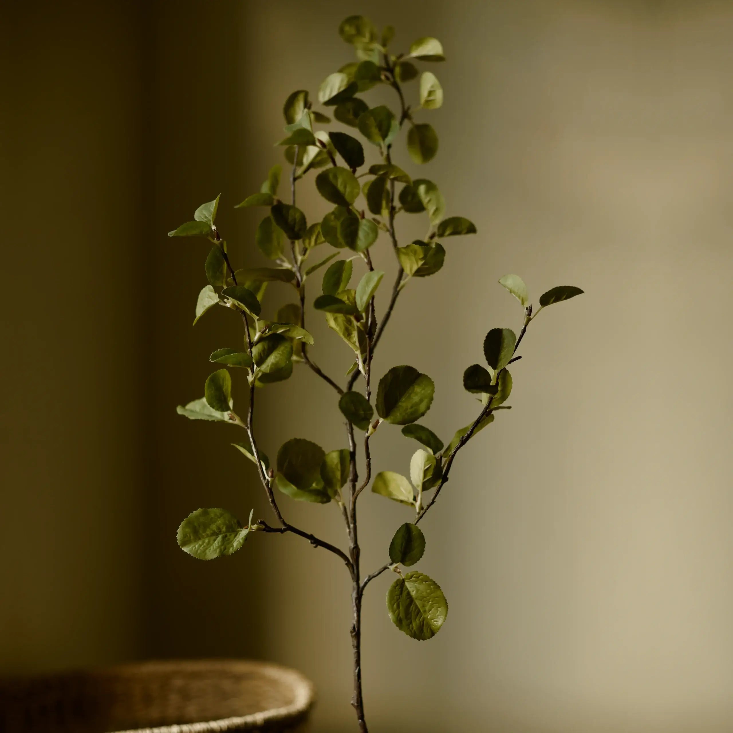 The Western Serviceberry Spray