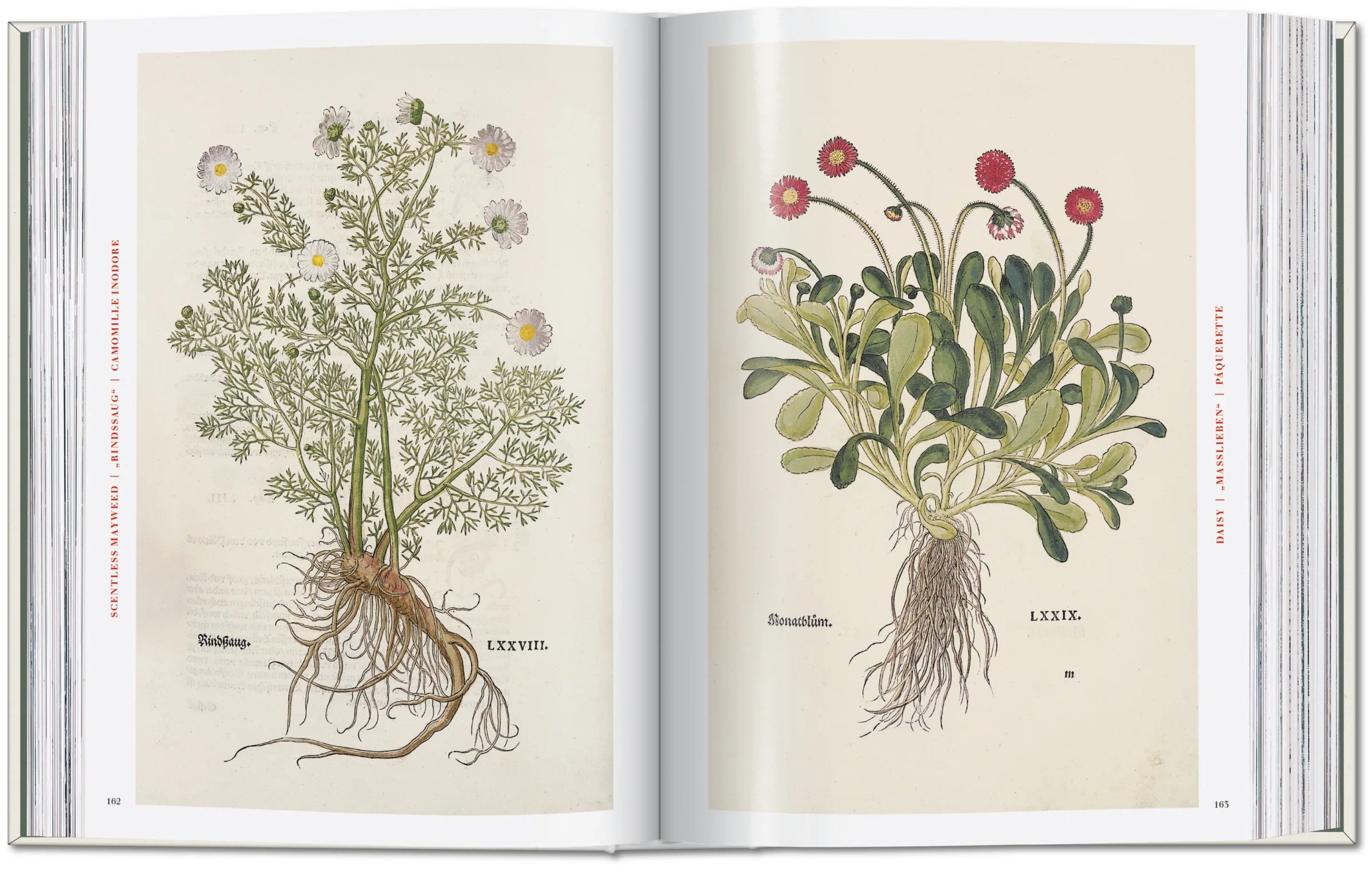 The New Herbal