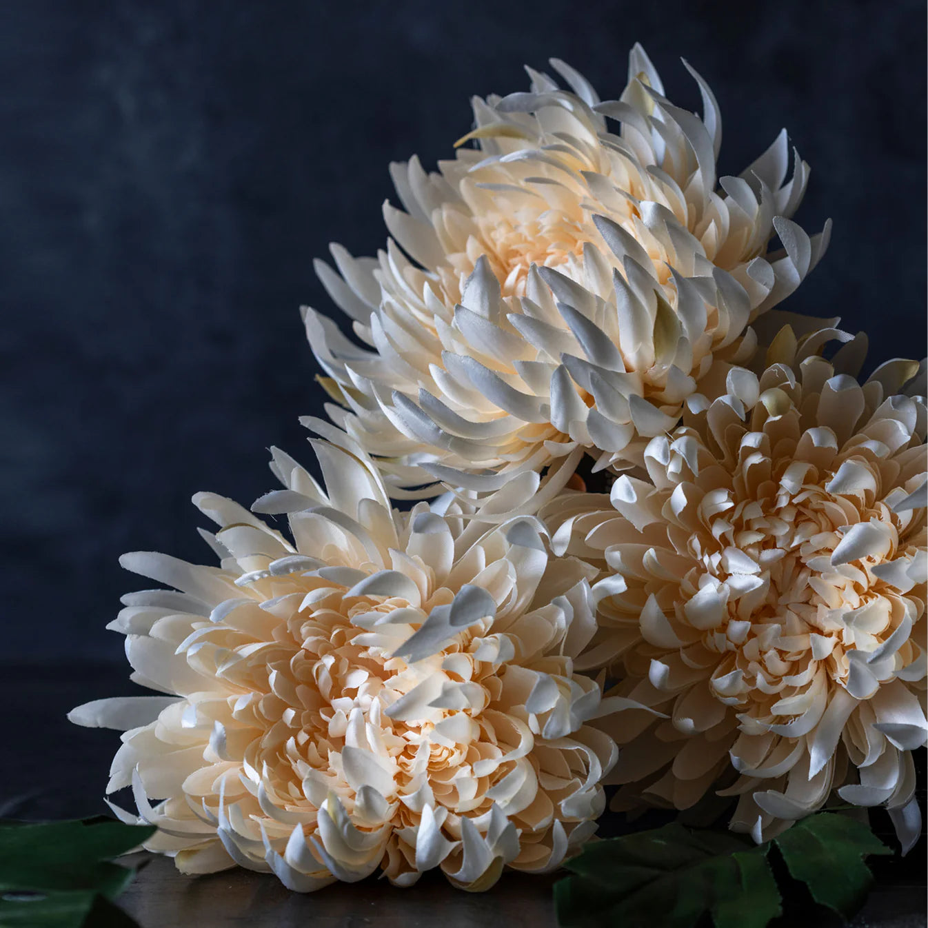 Chrysathemum -Cream