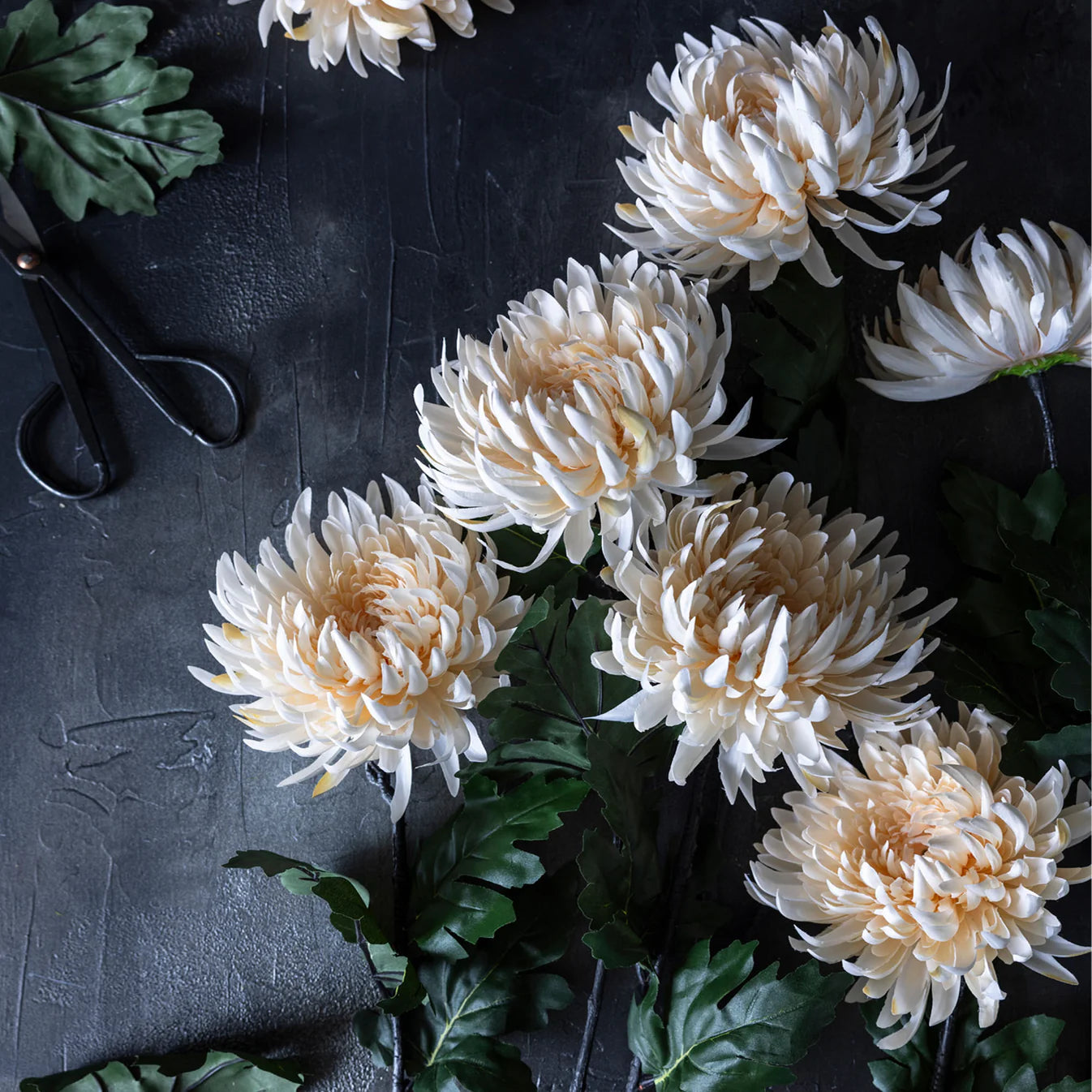 Chrysathemum -Cream