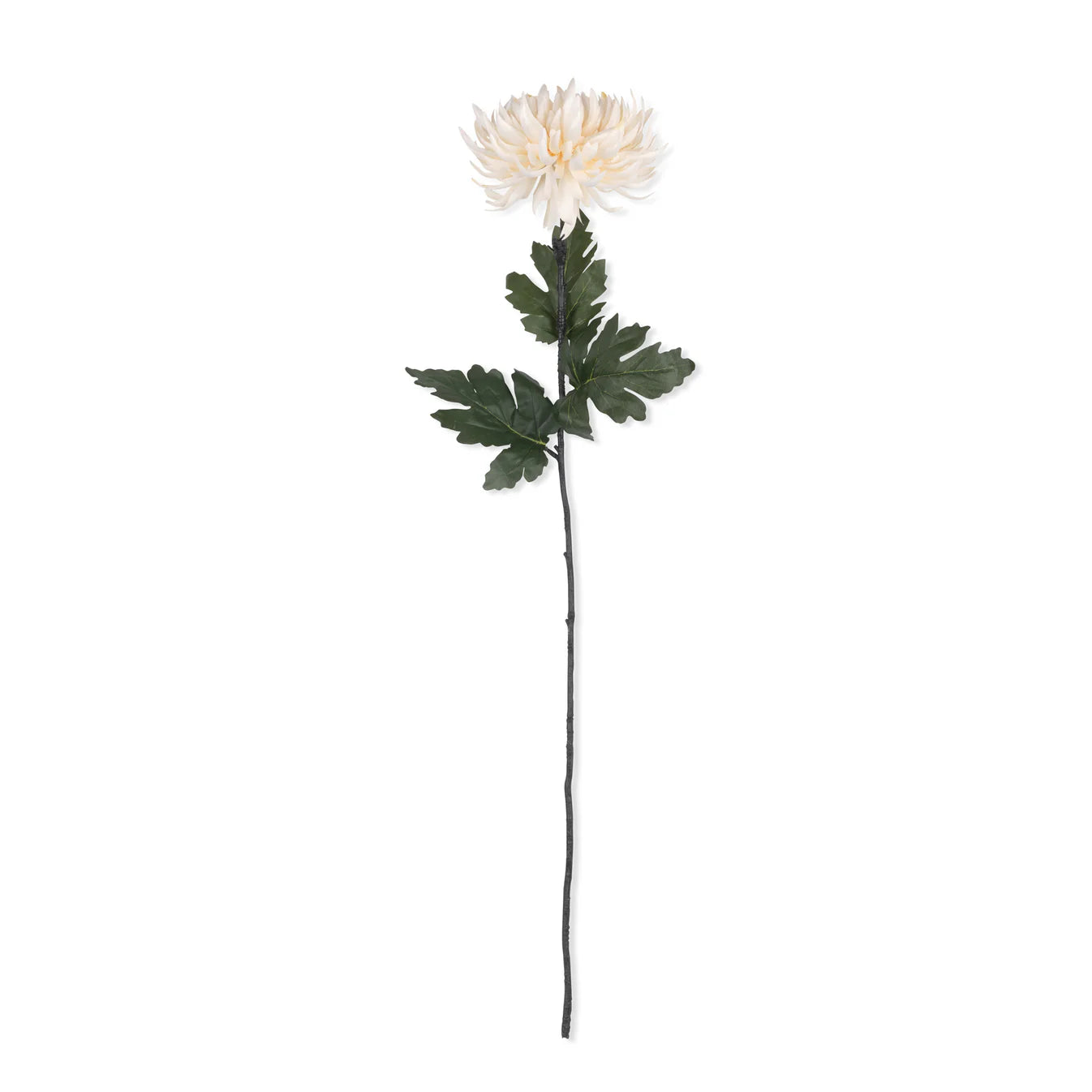 Chrysathemum -Cream