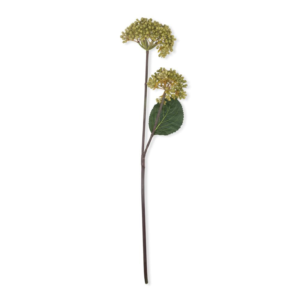 Viburnum Olive