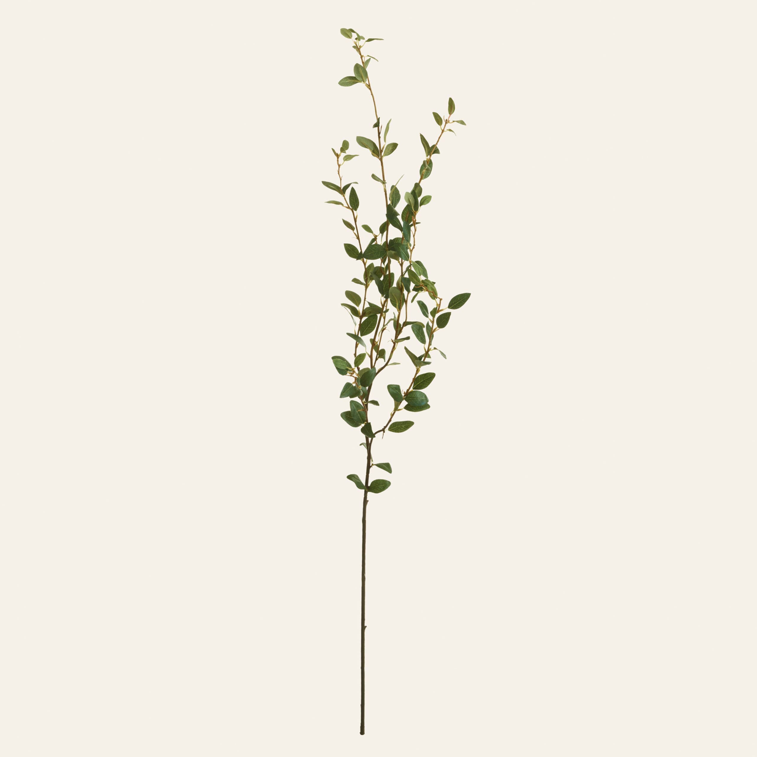 The Creeping Willow Branch