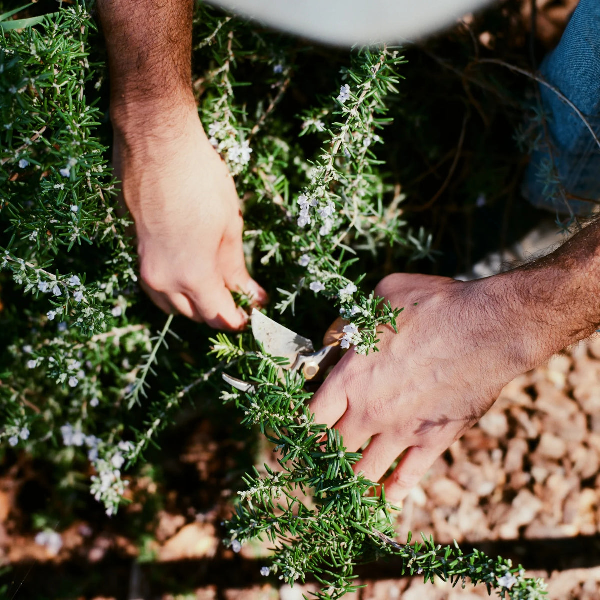 The Rosemary Clary Sage Hand Soap